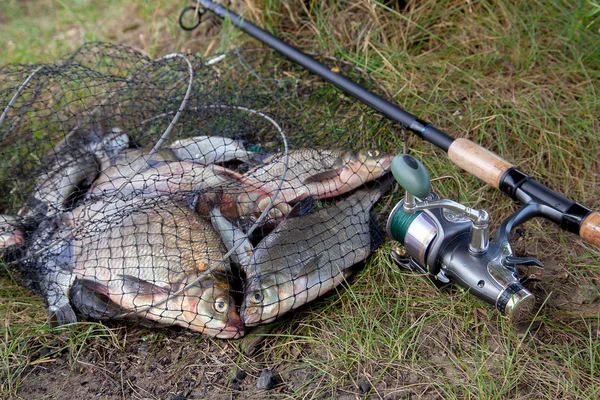 Good catch. Just taken from the water big freshwater common bream known as bronze bream or carp bream (Abramis brama) and white bream or silver bream in landing net with fishery catch in it and fishing rod with reel on natural background