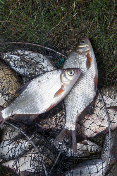 Fiske Konceptet Sötvatten Vit Braxen Eller Björkna Håv Med Fiskeri — Stockfoto