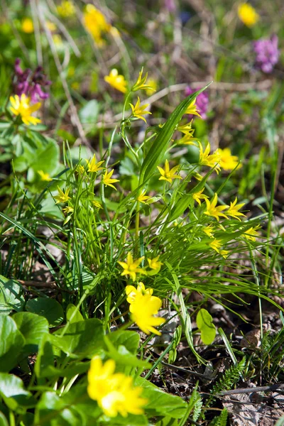 Gagea Lutea Stella Gialla Betlemme Che Sboccia Nella Foresta Primaverile — Foto Stock