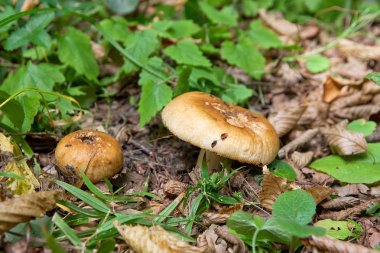 Seçici odak tamamen doğal mantar orman yere yetiştirilen