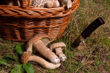 Şaşırtıcı yenilebilir mantar boletus mantarı sonbahar hasat (Kral bolete) porcini mantar bilinir. Birkaç yenilebilir mantar Boletus mantarı bileşimi (cep, penny topuz, porcino veya Kral bolete, genellikle porcini mantar olarak adlandırılır), bıçak ve hasır b