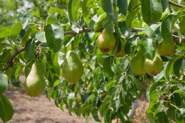 Olgun armut ağacı dalı. Bahçedeki organik armut. Görünümü armut kadar yakın büyümeye armut ağacı dalı yaprakları altında güneş ışığı ile. Armut tarih seçici odak