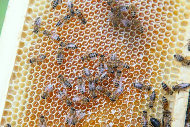 Tatlı bal ile petek üzerinde çalışma arıların görünümü kapatın. Sarı petek arı kovanı tatlı bal ile sadece alınan. Güzel sarı petek arı bal toplanan