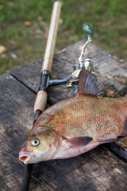 Balık tutma kavramı, kupa catch - yeni su büyük tatlı su ortak çipura bronz çipura veya sazan balığı (Abramis brama) ve olta ile reel vintage ahşap arka plan üzerinde olarak bilinen çekilen