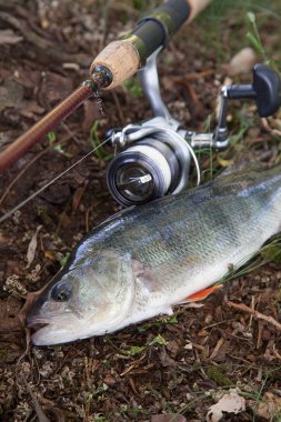 Tatlı su levrek ve olta ile reel doğal zemin üzerine. Balık tutma kavramı, kupa yakalamak - sadece su doğal arka plan ve olta makarası ile alınan büyük tatlı su levrek balığı