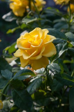 Bir parlak sarı çiçek açması bahçede yükseldi. Güzel sarı gül çiçek yatağa güneşli yaz gününde büyüyen