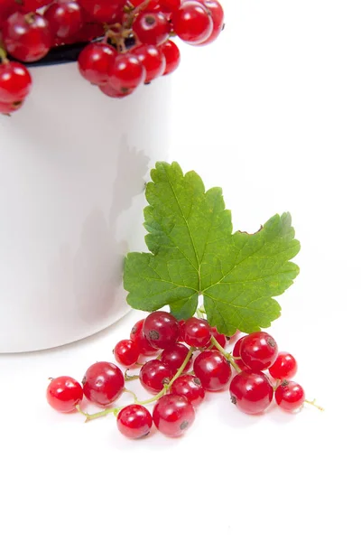 Close View White Cup Red Currant Berry Isolated White Background — Stock Photo, Image