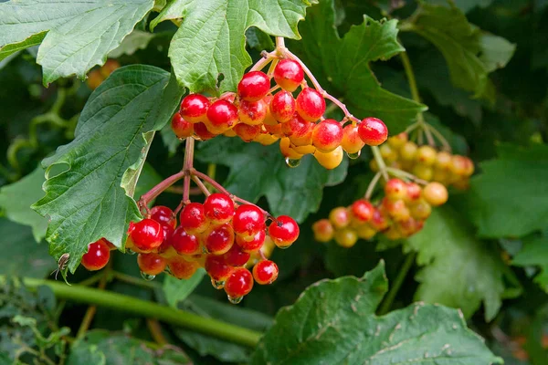 Vista Cerca Los Hermosos Frutos Rojos Escarlata Viburnum Opulus Guelder — Foto de Stock