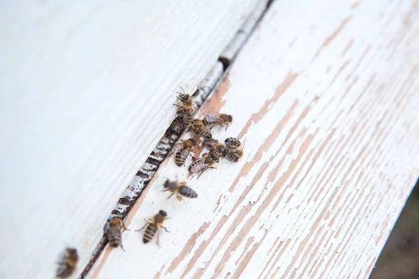 Montón Abejas Entrada Colmena Blanca Colmenar Abejas Ocupadas Vista Cerca —  Fotos de Stock