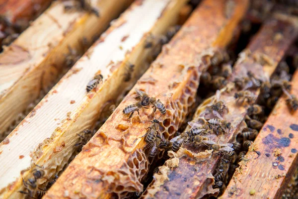 Close View Opened Beehive Body Showing Frames Populated Honey Bees — Stock Photo, Image