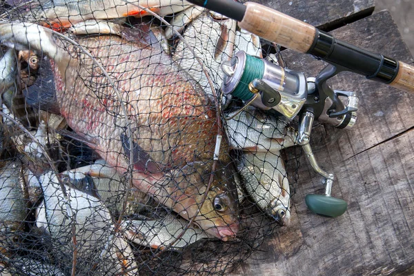 Good catch. Just taken from the water big freshwater common bream known as bronze bream or carp bream (Abramis brama) and white bream or silver bream in landing net with fishery catch in it and fishing rod with reel  on vintage wooden background