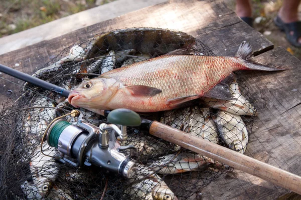Good catch. Just taken from the water big freshwater common bream known as bronze bream or carp bream (Abramis brama) on landing net with fishery catch in it with fishing equipment on vintage wooden background