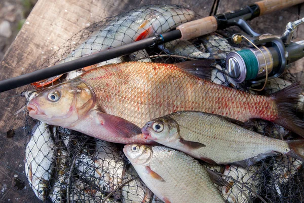 Balık Tutma Kavramı Kupa Catch Büyük Tatlı Ortak Çipura Bronz — Stok fotoğraf
