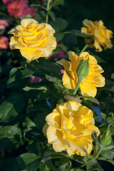 Eine Leuchtend Gelb Blühende Rose Garten Schöner Gelber Rosenstrauch Der — Stockfoto