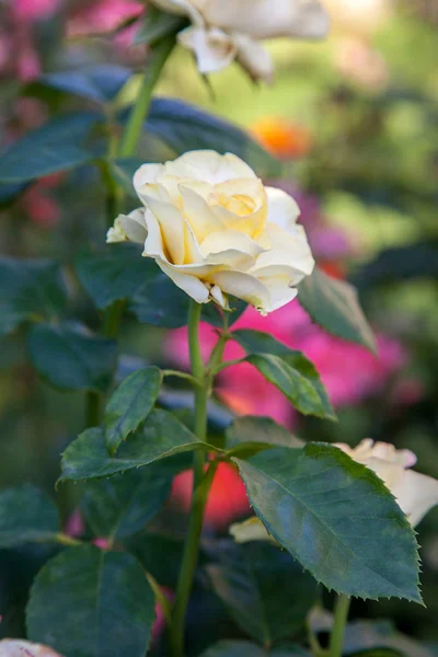 Jasne Białe Kwitnące Róże Ogrodzie Piękny Biały Różany Krzew Rośnie — Zdjęcie stockowe