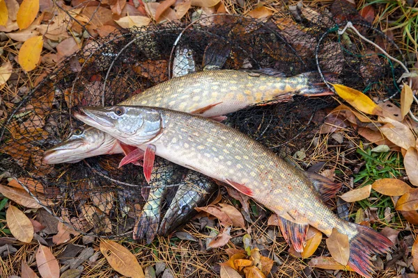 Conceito Pesca Captura Troféu Dois Grandes Peixes Lúcios Água Doce — Fotografia de Stock