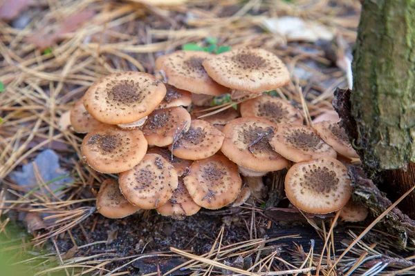 在秋针叶树的树桩上生长的被称为 的食用菌蜂蜜琼脂 — 图库照片