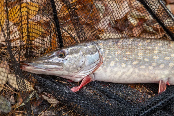 Fiske Konceptet Trophy Fånga Stora Sötvatten Gädda Fiskar Känner Som Stockbild