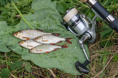 Doğal zemin üzerine birkaç ortak rudd balık. Freshwa yakalamak