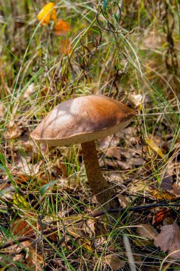 Ormanda büyüyen kahverengi kap çörek görünümünü kapat.
