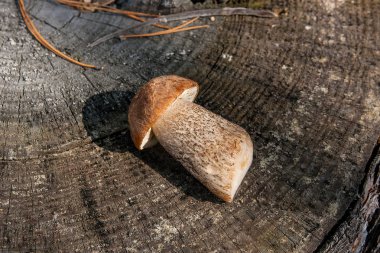 Tek kahverengi kap çörek mantar (Boletus badius) doğal wo