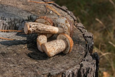 Grup kahverengi kap çörek mantar (Boletus badius) doğal 