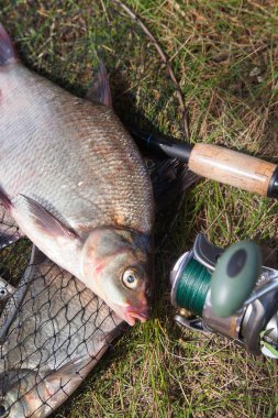 Büyük tatlı su ortak çipura balık ve balıkçılık ro görünümünü kapat