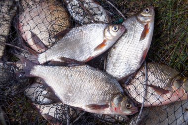 Tatlı su beyaz çipura veya gümüş çipura ve bronz çipura veya sazan 