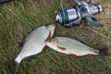 Tek tatlı su beyaz çipura veya gümüş çipura, gre roach balık