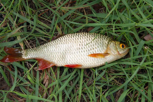 Un singur pește comun cârmă pe iarbă verde . — Fotografie, imagine de stoc