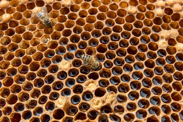 Vista de cerca de la abeja de trabajo en el panal con dulce hon —  Fotos de Stock