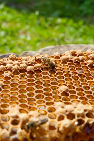 Vue rapprochée de l'abeille qui travaille sur le nid d'abeille avec son doux hon — Photo