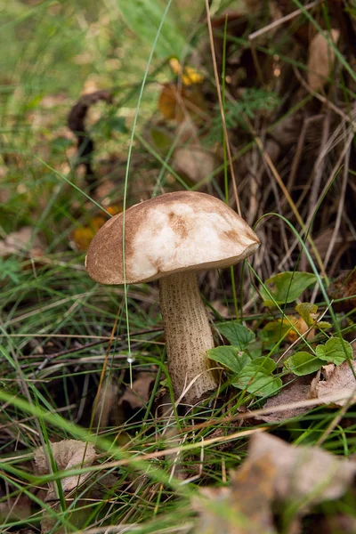 Waldpilz Brauner Steinpilz wächst in grünem Moos — Stockfoto