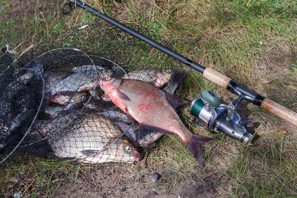 Big freshwater common bream fish and fishing rod with reel on la