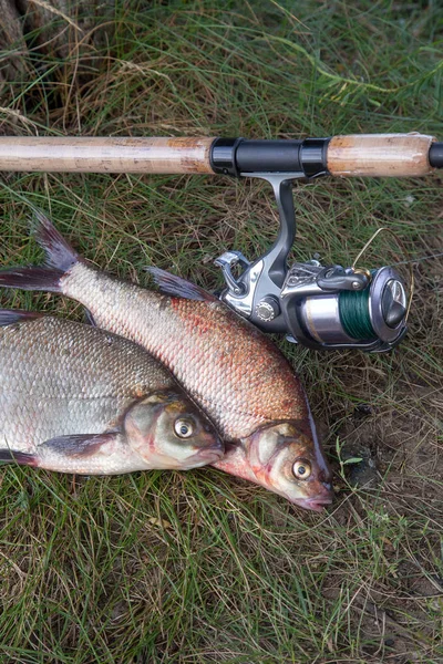 Two big freshwater common bream fish and fishing rod with reel o — Stock Photo, Image