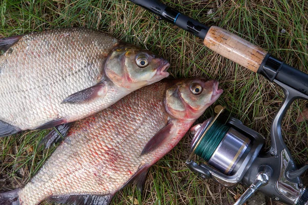 Zwei große Süßwasser-Brassen-Fische und Angelrute mit Spule o — Stockfoto