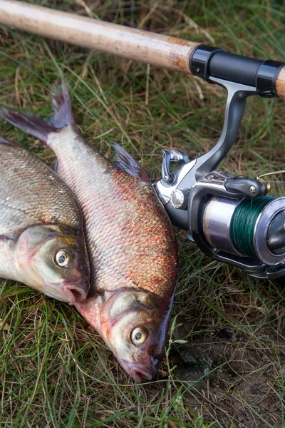 La pesca exitosa - dos grandes peces besugo de agua dulce y la pesca — Foto de Stock