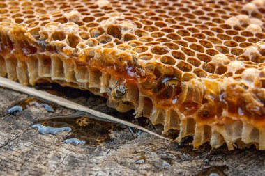 Tatlı tatlım ile petek üzerinde çalışma arı görünümü kadar kapatın