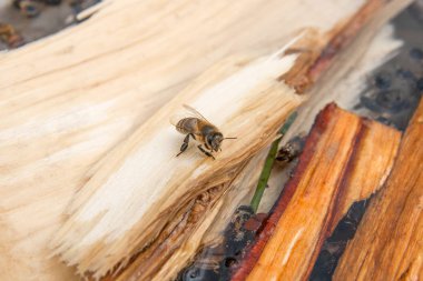 Arılar içme suyu yaz