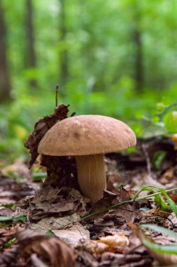 Porcini mantar orman katta sonbahar sezon büyür.