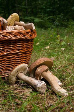 Birkaç porcini mantar (Boletus mantarı, cep, penny çörek, porci