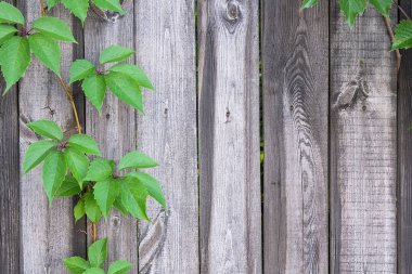 Antika ahşap arka plan kopya alanı ile yeşillik yabani üzüm