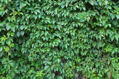 Doğal arka plan. Yeşil yabani üzüm ahşap fe bırakır.