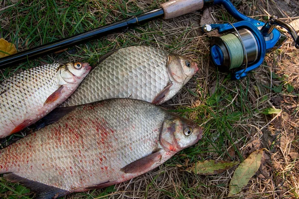 Pilha de brema comum, crucian fish ou Carassius, barata — Fotografia de Stock