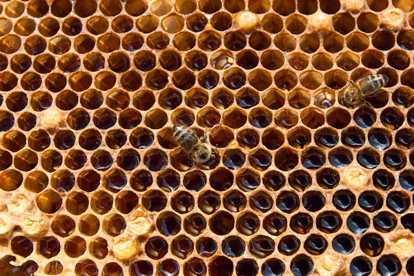 Vue rapprochée de l'abeille qui travaille sur le nid d'abeille avec son doux hon — Photo