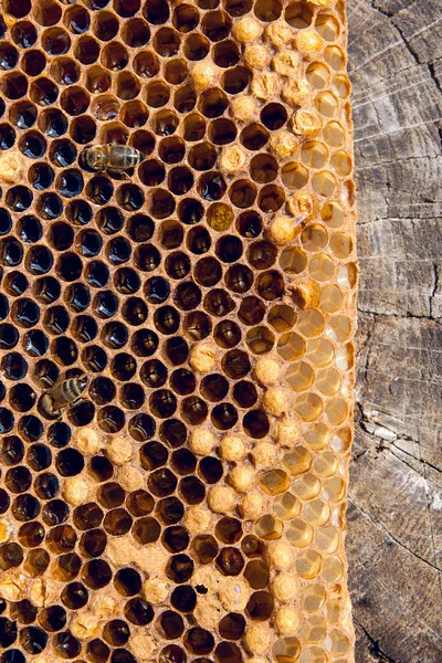 Vista de cerca de la abeja de trabajo en el panal con dulce hon —  Fotos de Stock