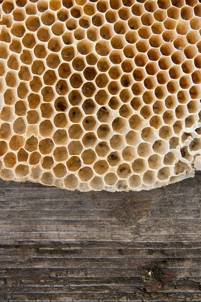 Seção de favo de mel de cera de colmeia na parte de trás de madeira vintage — Fotografia de Stock