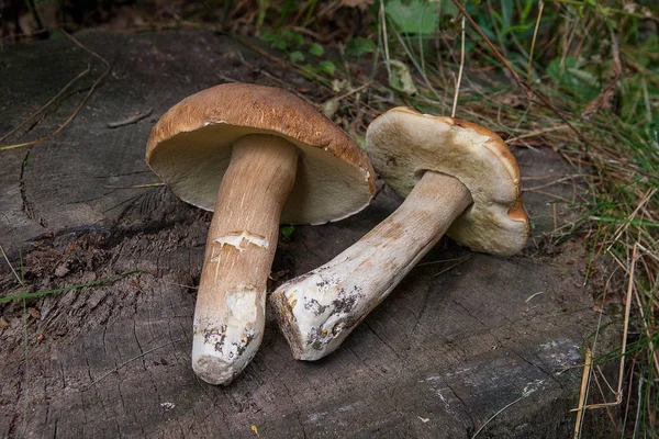Несколько грибов Porcini (Boletus edulis, cep, penny bun, porci — стоковое фото