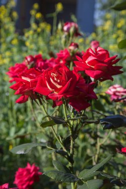 Güzel kırmızı gül bush garde içinde büyüyen