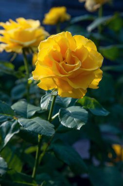 Güzel Sarı Gül garde içinde büyüyen